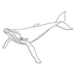 Disegno da colorare: Balena (Animali) #881 - Pagine da Colorare Stampabili Gratuite