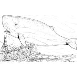 Disegno da colorare: Balena (Animali) #883 - Pagine da Colorare Stampabili Gratuite