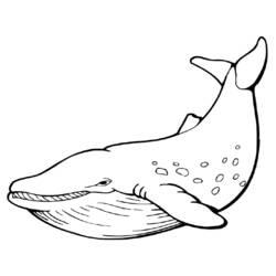 Disegno da colorare: Balena (Animali) #898 - Pagine da Colorare Stampabili Gratuite