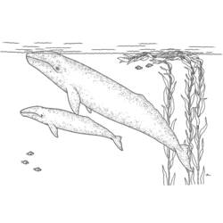 Disegno da colorare: Balena (Animali) #901 - Pagine da Colorare Stampabili Gratuite