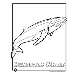 Disegno da colorare: Balena (Animali) #915 - Pagine da Colorare Stampabili Gratuite