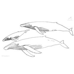 Disegno da colorare: Balena (Animali) #921 - Pagine da Colorare Stampabili Gratuite