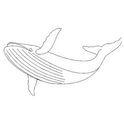 Disegno da colorare: Balena (Animali) #922 - Pagine da Colorare Stampabili Gratuite
