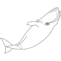 Disegno da colorare: Balena (Animali) #928 - Pagine da Colorare Stampabili Gratuite