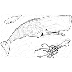 Disegno da colorare: Balena (Animali) #943 - Pagine da Colorare Stampabili Gratuite