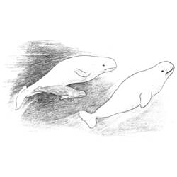 Disegno da colorare: Balena (Animali) #948 - Pagine da Colorare Stampabili Gratuite