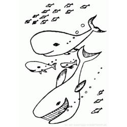 Disegno da colorare: Balena (Animali) #960 - Pagine da Colorare Stampabili Gratuite