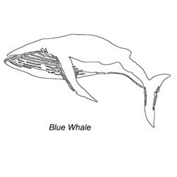 Disegno da colorare: Balena (Animali) #963 - Pagine da Colorare Stampabili Gratuite