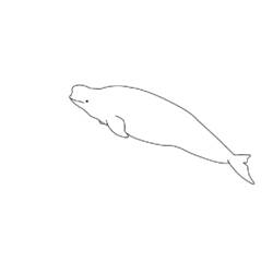 Disegno da colorare: Beluga (Animali) #1040 - Pagine da Colorare Stampabili Gratuite