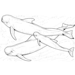 Disegno da colorare: Beluga (Animali) #1044 - Pagine da Colorare Stampabili Gratuite