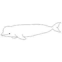 Disegno da colorare: Beluga (Animali) #1048 - Pagine da Colorare Stampabili Gratuite