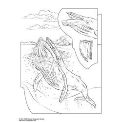 Disegno da colorare: Beluga (Animali) #1052 - Pagine da Colorare Stampabili Gratuite