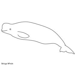 Disegno da colorare: Beluga (Animali) #1067 - Pagine da Colorare Stampabili Gratuite