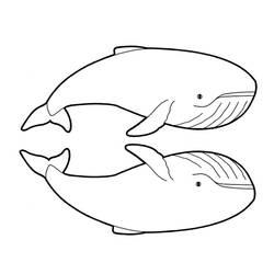 Disegno da colorare: Beluga (Animali) #1076 - Pagine da Colorare Stampabili Gratuite
