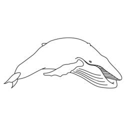 Disegno da colorare: Beluga (Animali) #1086 - Pagine da Colorare Stampabili Gratuite