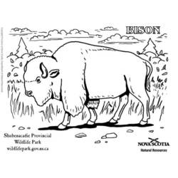 Disegno da colorare: Bisonte (Animali) #1202 - Pagine da Colorare Stampabili Gratuite