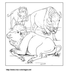 Disegno da colorare: Bisonte (Animali) #1212 - Pagine da Colorare Stampabili Gratuite