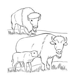 Disegno da colorare: Bisonte (Animali) #1234 - Pagine da Colorare Stampabili Gratuite