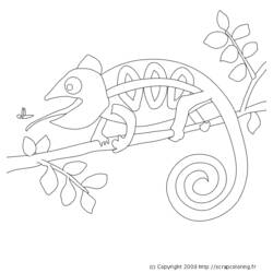 Disegno da colorare: Camaleonte (Animali) #1407 - Pagine da Colorare Stampabili Gratuite