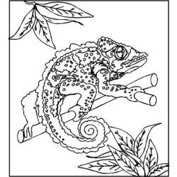 Disegno da colorare: Camaleonte (Animali) #1409 - Pagine da Colorare Stampabili Gratuite