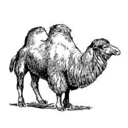 Disegno da colorare: Cammello (Animali) #1702 - Pagine da Colorare Stampabili Gratuite