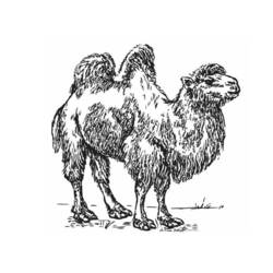 Disegno da colorare: Cammello (Animali) #1707 - Pagine da Colorare Stampabili Gratuite