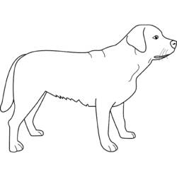 Disegno da colorare: Cane (Animali) #43 - Pagine da Colorare Stampabili Gratuite