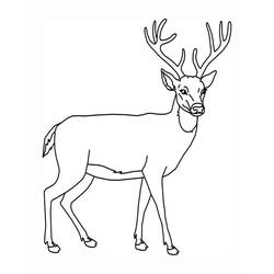 Disegno da colorare: capriolo (Animali) #2575 - Pagine da Colorare Stampabili Gratuite
