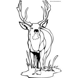 Disegno da colorare: capriolo (Animali) #2610 - Pagine da Colorare Stampabili Gratuite