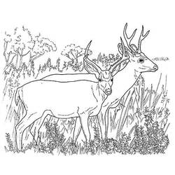 Disegno da colorare: capriolo (Animali) #2623 - Pagine da Colorare Stampabili Gratuite