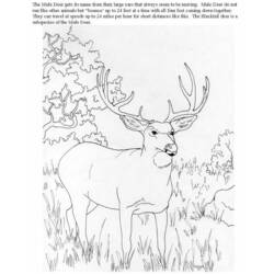 Disegno da colorare: capriolo (Animali) #2630 - Pagine da Colorare Stampabili Gratuite