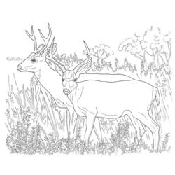 Disegno da colorare: capriolo (Animali) #2632 - Pagine da Colorare Stampabili Gratuite
