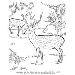 Disegno da colorare: capriolo (Animali) #2663 - Pagine da Colorare Stampabili Gratuite