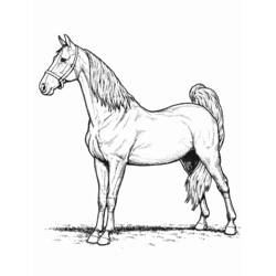 Disegno da colorare: Cavallo (Animali) #2184 - Pagine da Colorare Stampabili Gratuite