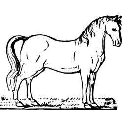Disegno da colorare: Cavallo (Animali) #2198 - Pagine da Colorare Stampabili Gratuite