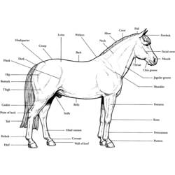 Disegno da colorare: Cavallo (Animali) #2215 - Pagine da Colorare Stampabili Gratuite