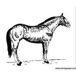 Disegno da colorare: Cavallo (Animali) #2243 - Pagine da Colorare Stampabili Gratuite