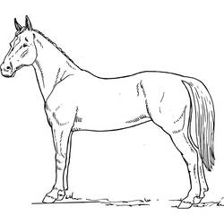 Disegno da colorare: Cavallo (Animali) #2256 - Pagine da Colorare Stampabili Gratuite
