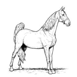 Disegno da colorare: Cavallo (Animali) #2355 - Pagine da Colorare Stampabili Gratuite