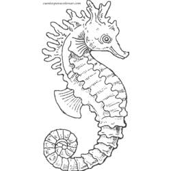 Disegno da colorare: Cavalluccio marino (Animali) #18611 - Pagine da Colorare Stampabili Gratuite