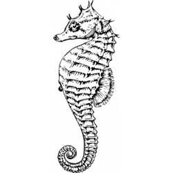 Disegno da colorare: Cavalluccio marino (Animali) #18646 - Pagine da Colorare Stampabili Gratuite