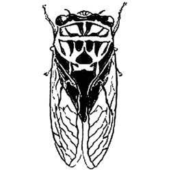 Disegno da colorare: Cicala (Animali) #18448 - Pagine da Colorare Stampabili Gratuite