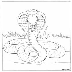 Disegno da colorare: Cobra (Animali) #3247 - Pagine da Colorare Stampabili Gratuite