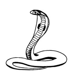 Disegno da colorare: Cobra (Animali) #3296 - Pagine da Colorare Stampabili Gratuite