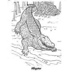 Disegno da colorare: Coccodrillo (Animali) #4825 - Pagine da Colorare Stampabili Gratuite