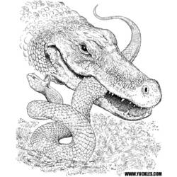 Disegno da colorare: Coccodrillo (Animali) #4854 - Pagine da Colorare Stampabili Gratuite