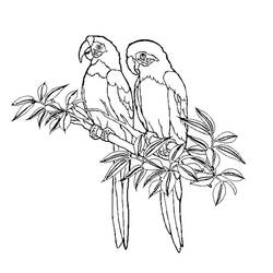 Disegno da colorare: Colibrì (Animali) #3800 - Pagine da Colorare Stampabili Gratuite