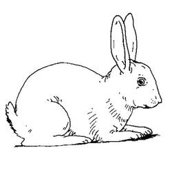 Disegno da colorare: Coniglio (Animali) #9530 - Pagine da Colorare Stampabili Gratuite