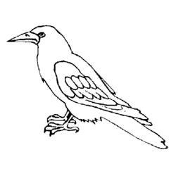 Disegno da colorare: Corvo (Animali) #4283 - Pagine da Colorare Stampabili Gratuite
