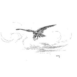 Disegno da colorare: Corvo (Animali) #4316 - Pagine da Colorare Stampabili Gratuite